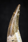 20907 - Nicely Preserved 1.70 Inch Partially Rooted Elasmosaur (Zarafasaura oceanis) Tooth