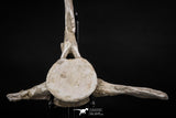 08049 - Top Quality 9.21 Inch Elasmosaurus (Zarafasaura oceanis) Vertebra Bone