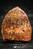 06310 - Top Beautiful 0.61 Inch Hamadasuchus rebouli Crocodile Tooth Cretaceous KemKem Beds