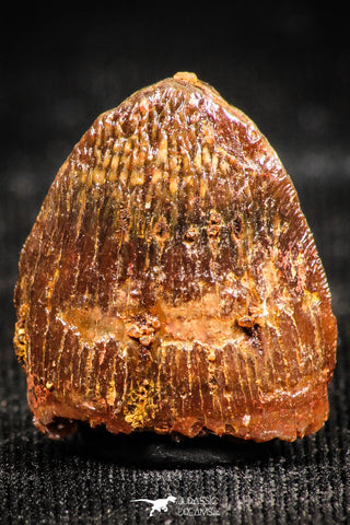 06310 - Top Beautiful 0.61 Inch Hamadasuchus rebouli Crocodile Tooth Cretaceous KemKem Beds