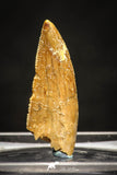 10015 - Top Quality 1.00 Inch Abelisaur Serrated Dinosaur Tooth Cretaceous KemKem