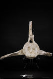 08049 - Top Quality 9.21 Inch Elasmosaurus (Zarafasaura oceanis) Vertebra Bone