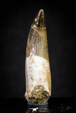 20907 - Nicely Preserved 1.70 Inch Partially Rooted Elasmosaur (Zarafasaura oceanis) Tooth