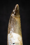 20907 - Nicely Preserved 1.70 Inch Partially Rooted Elasmosaur (Zarafasaura oceanis) Tooth