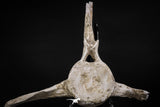 08049 - Top Quality 9.21 Inch Elasmosaurus (Zarafasaura oceanis) Vertebra Bone