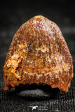 06310 - Top Beautiful 0.61 Inch Hamadasuchus rebouli Crocodile Tooth Cretaceous KemKem Beds