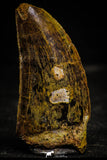 22343 - Beautiful 2.45 Inch Carcharodontosaurus Dinosaur Tooth KemKem