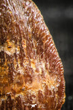 06310 - Top Beautiful 0.61 Inch Hamadasuchus rebouli Crocodile Tooth Cretaceous KemKem Beds