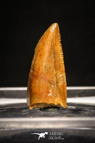 10016 - Top Quality 0.62 Inch Abelisaur Serrated Dinosaur Tooth Cretaceous KemKem