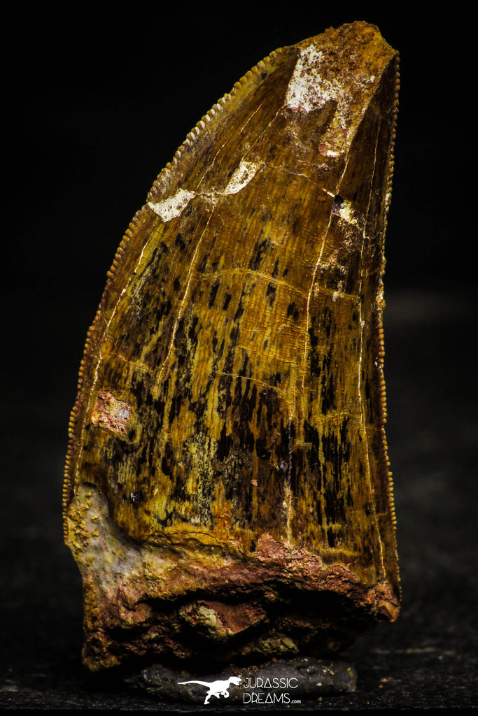 22343 - Beautiful 2.45 Inch Carcharodontosaurus Dinosaur Tooth KemKem