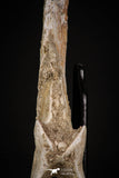 08049 - Top Quality 9.21 Inch Elasmosaurus (Zarafasaura oceanis) Vertebra Bone