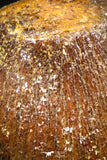06311 - Top Beautiful 0.64 Inch Hamadasuchus rebouli Crocodile Tooth Cretaceous KemKem Beds
