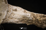 08049 - Top Quality 9.21 Inch Elasmosaurus (Zarafasaura oceanis) Vertebra Bone
