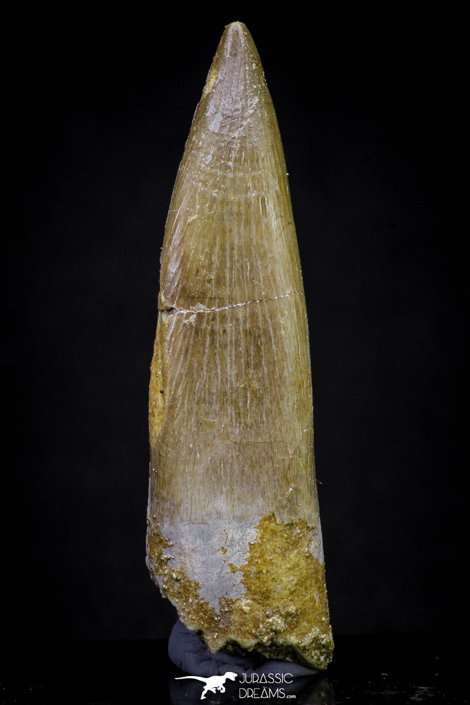 20908 - Nicely Preserved 2.20 Inch Partially Rooted Elasmosaur (Zarafasaura oceanis) Tooth