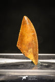 10017 - Top Beautiful 0.68 Inch Abelisaur Serrated Dinosaur Tooth Cretaceous KemKem