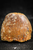 06311 - Top Beautiful 0.64 Inch Hamadasuchus rebouli Crocodile Tooth Cretaceous KemKem Beds