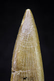 20908 - Nicely Preserved 2.20 Inch Partially Rooted Elasmosaur (Zarafasaura oceanis) Tooth