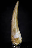 20908 - Nicely Preserved 2.20 Inch Partially Rooted Elasmosaur (Zarafasaura oceanis) Tooth