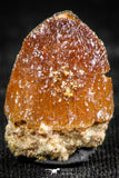 06312 - Top Rare 0.67 Inch Hamadasuchus rebouli Crocodile Tooth Cretaceous KemKem Beds