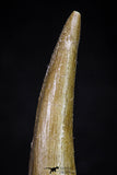 20908 - Nicely Preserved 2.20 Inch Partially Rooted Elasmosaur (Zarafasaura oceanis) Tooth