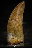 22345 - Well Preserved 2.58 Inch Carcharodontosaurus Dinosaur Tooth KemKem