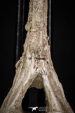 08050 - Top Quality 7.44 Inch Elasmosaurus (Zarafasaura oceanis) Vertebra Bone