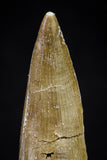 20908 - Nicely Preserved 2.20 Inch Partially Rooted Elasmosaur (Zarafasaura oceanis) Tooth