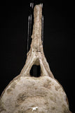 08050 - Top Quality 7.44 Inch Elasmosaurus (Zarafasaura oceanis) Vertebra Bone