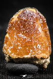 06312 - Top Rare 0.67 Inch Hamadasuchus rebouli Crocodile Tooth Cretaceous KemKem Beds