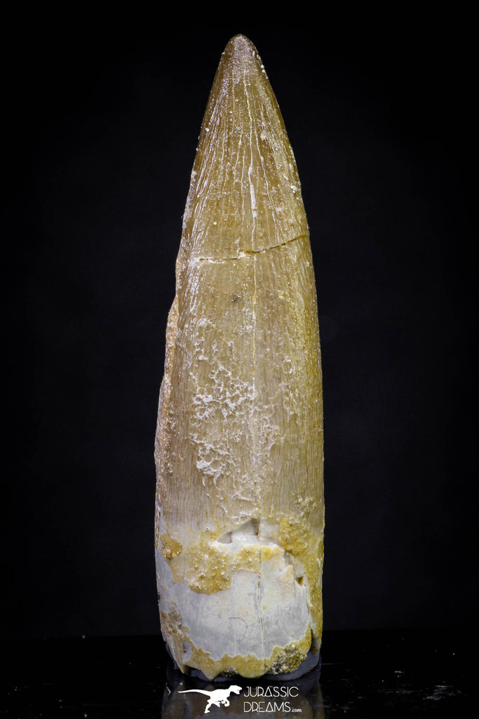 20909 - Nicely Preserved 2.00 Inch Partially Rooted Elasmosaur (Zarafasaura oceanis) Tooth