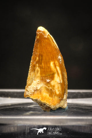 10019 - Top Beautiful 0.71 Inch Abelisaur Serrated Dinosaur Tooth Cretaceous KemKem