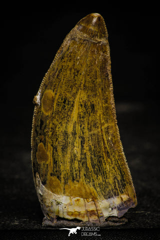 22346 - Well Preserved 2.32 Inch Carcharodontosaurus Dinosaur Tooth KemKem