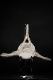 08050 - Top Quality 7.44 Inch Elasmosaurus (Zarafasaura oceanis) Vertebra Bone