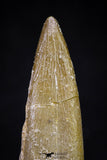 20909 - Nicely Preserved 2.00 Inch Partially Rooted Elasmosaur (Zarafasaura oceanis) Tooth