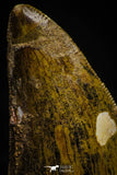 22346 - Well Preserved 2.32 Inch Carcharodontosaurus Dinosaur Tooth KemKem