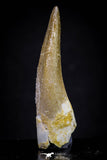 20909 - Nicely Preserved 2.00 Inch Partially Rooted Elasmosaur (Zarafasaura oceanis) Tooth