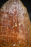 06313 - Top Quality 0.66 Inch Hamadasuchus rebouli Crocodile Tooth Cretaceous KemKem Beds