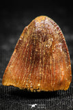 06313 - Top Quality 0.66 Inch Hamadasuchus rebouli Crocodile Tooth Cretaceous KemKem Beds