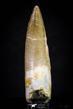 20909 - Nicely Preserved 2.00 Inch Partially Rooted Elasmosaur (Zarafasaura oceanis) Tooth
