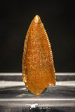 10020 - Top Beautiful 0.72 Inch Abelisaur Serrated Dinosaur Tooth Cretaceous KemKem