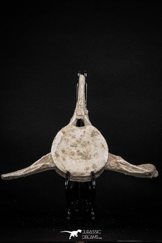 08050 - Top Quality 7.44 Inch Elasmosaurus (Zarafasaura oceanis) Vertebra Bone