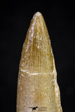 20909 - Nicely Preserved 2.00 Inch Partially Rooted Elasmosaur (Zarafasaura oceanis) Tooth