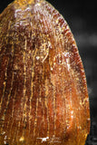 06313 - Top Quality 0.66 Inch Hamadasuchus rebouli Crocodile Tooth Cretaceous KemKem Beds