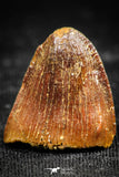 06313 - Top Quality 0.66 Inch Hamadasuchus rebouli Crocodile Tooth Cretaceous KemKem Beds