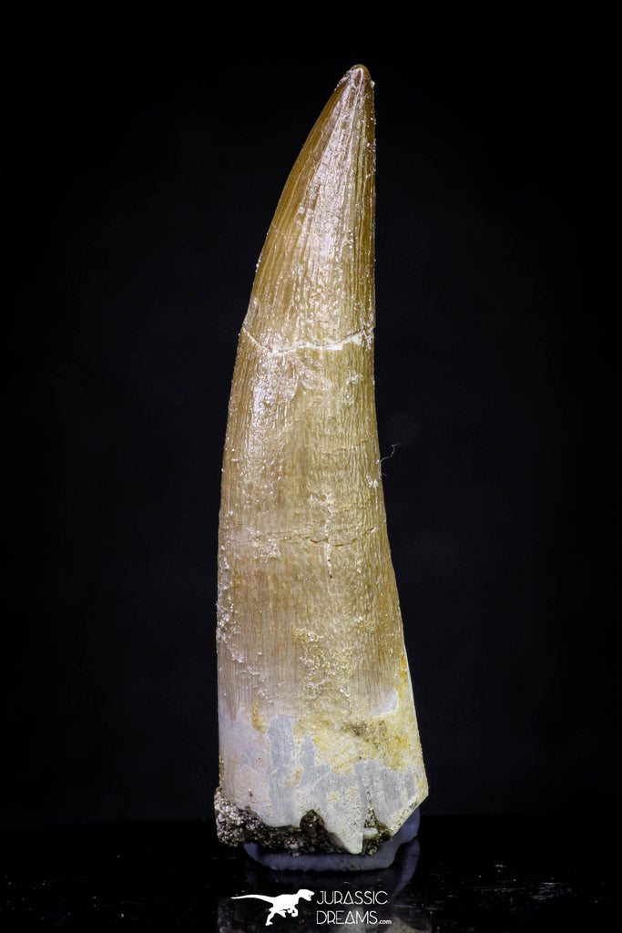 20910 - Nicely Preserved 2.08 Inch Partially Rooted Elasmosaur (Zarafasaura oceanis) Tooth
