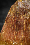 06313 - Top Quality 0.66 Inch Hamadasuchus rebouli Crocodile Tooth Cretaceous KemKem Beds