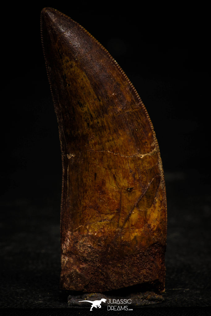 22347 - Nicely Preserved 3.06 Inch Carcharodontosaurus Dinosaur Tooth KemKem