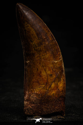 22347 - Nicely Preserved 3.06 Inch Carcharodontosaurus Dinosaur Tooth KemKem