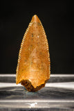 10020 - Top Beautiful 0.72 Inch Abelisaur Serrated Dinosaur Tooth Cretaceous KemKem