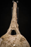 08050 - Top Quality 7.44 Inch Elasmosaurus (Zarafasaura oceanis) Vertebra Bone